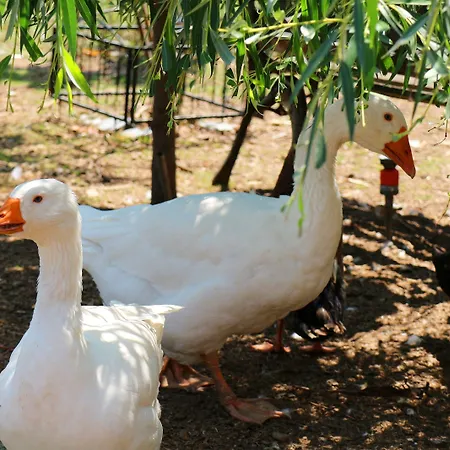 - Restaurant Hirschen - Werneths Landgasthof Beim Europa- Park Rust 2* Rheinhausen