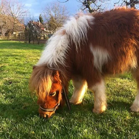 - Restaurant Hirschen - Werneths Landgasthof Beim Europa- Park Rust 2*